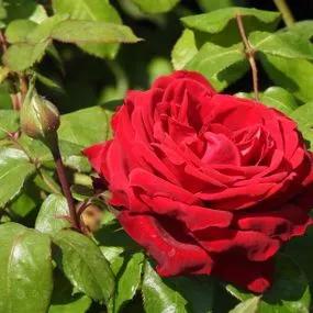 Loving Memory Rose (Rosa Loving Memory) 4
